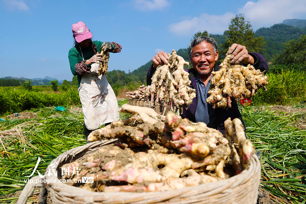重庆：采挖富锶生姜【3】