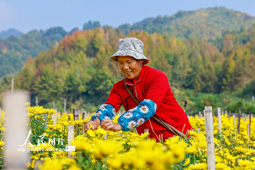安徽歙县：采摘金丝皇菊【2】