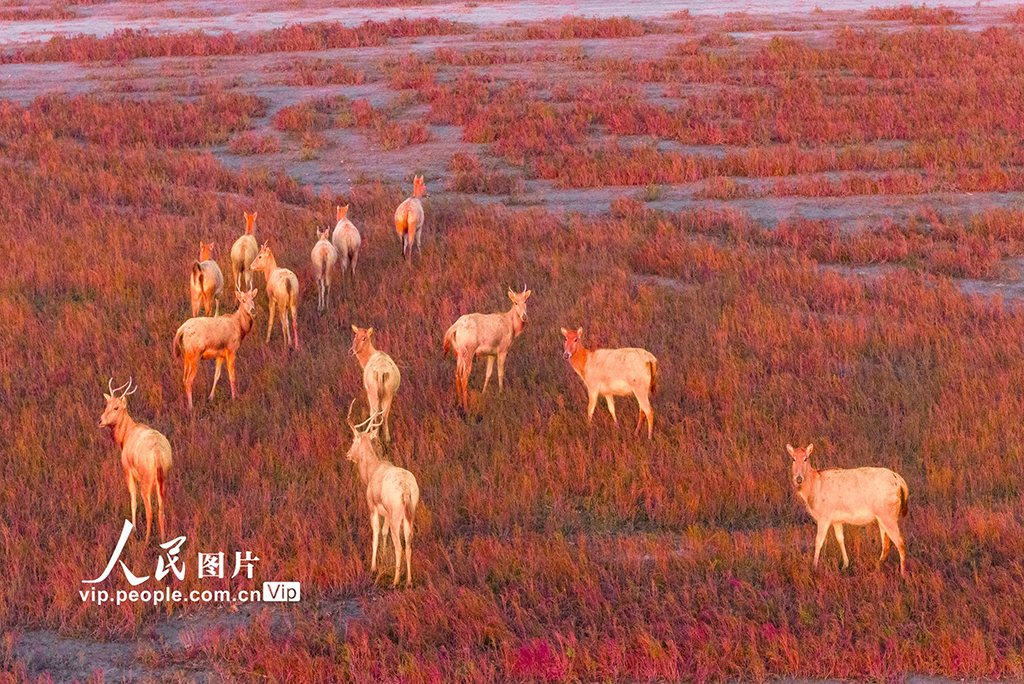 江苏东台：麋鹿漫步“红地毯”【2】