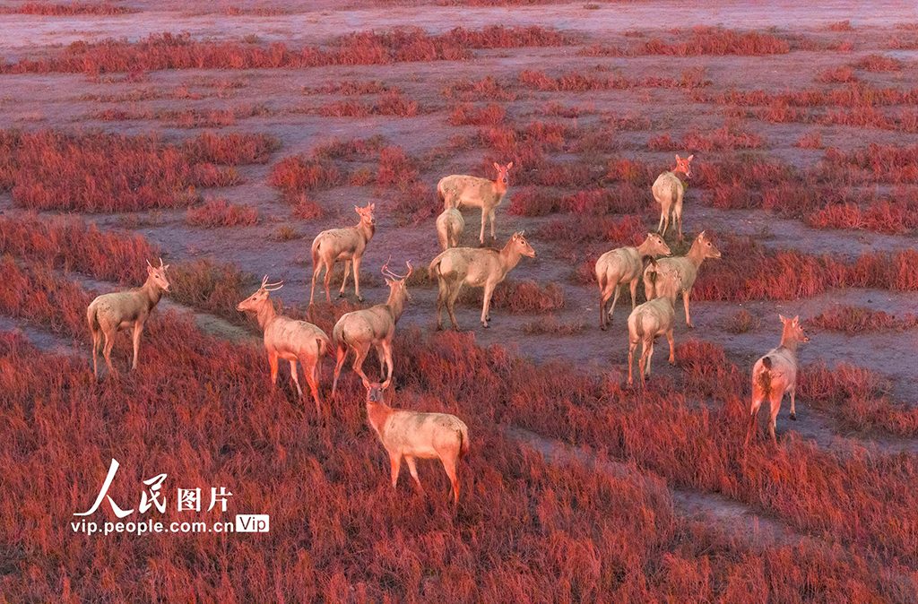 江苏东台：麋鹿漫步“红地毯”【3】