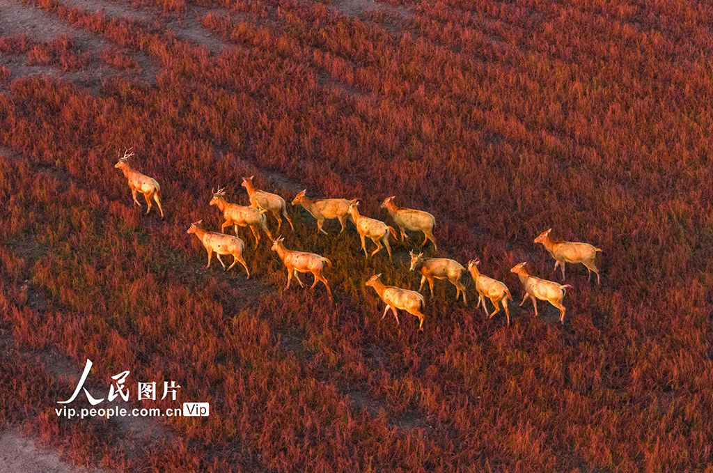 江苏东台：麋鹿漫步“红地毯”【4】