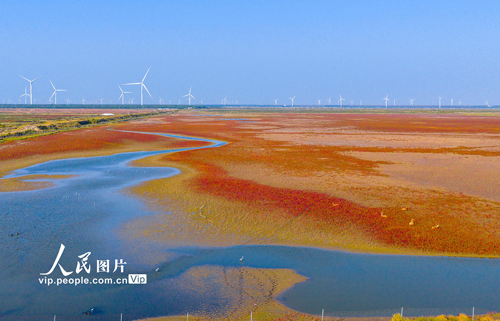 江苏东台：麋鹿漫步“红地毯”【5】