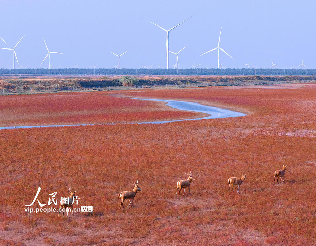 江苏东台：麋鹿漫步“红地毯”【6】