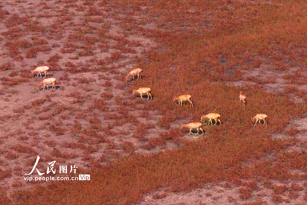 江苏东台：麋鹿漫步“红地毯”【7】