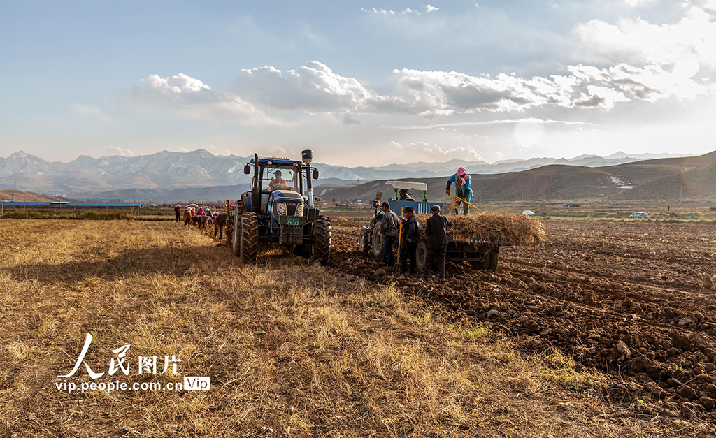 甘肃天祝：黄芪采收【2】