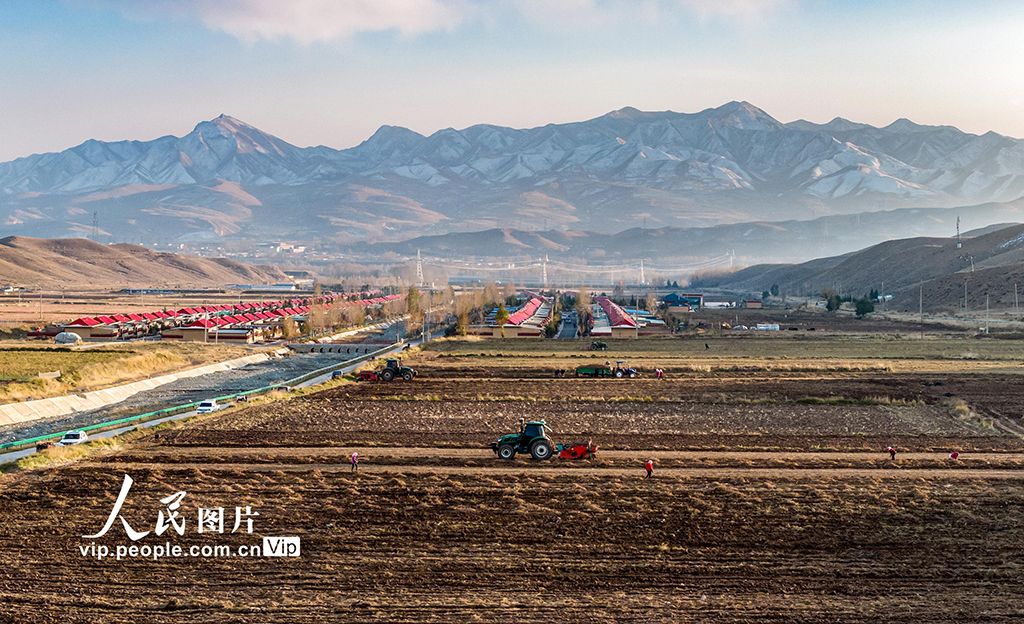 甘肃天祝：黄芪采收【4】