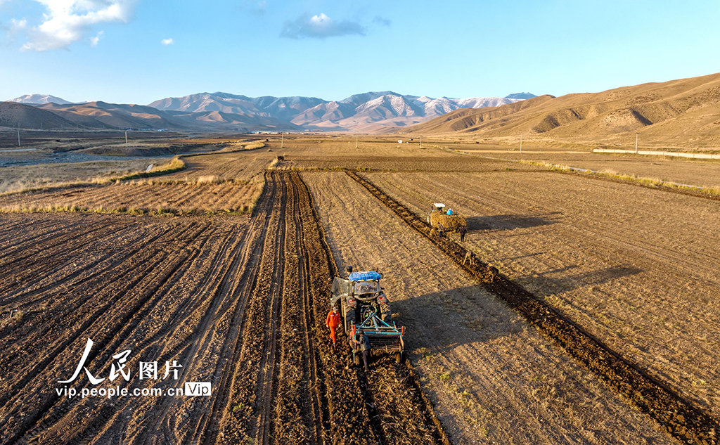 甘肃天祝：黄芪采收【3】