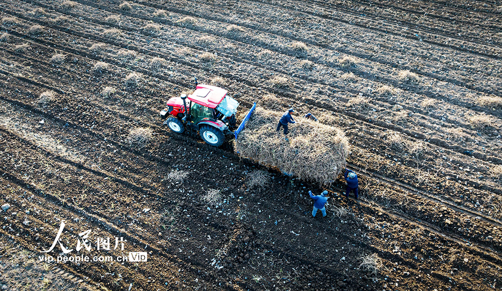 甘肃天祝：黄芪采收【5】