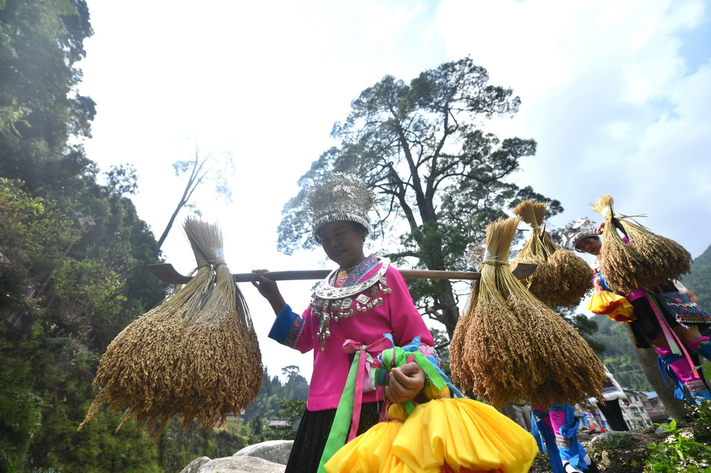 在广西柳州市融水苗族自治县安太乡培秀村，村民们在树下向游客展示稻鱼文化（2025年10月18日摄）。