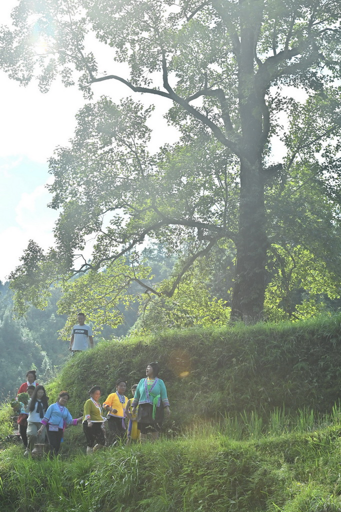 在广西柳州市融水苗族自治县杆洞乡党鸠村，村民和游客在田间从一棵树旁经过（2025年9月27日摄）。