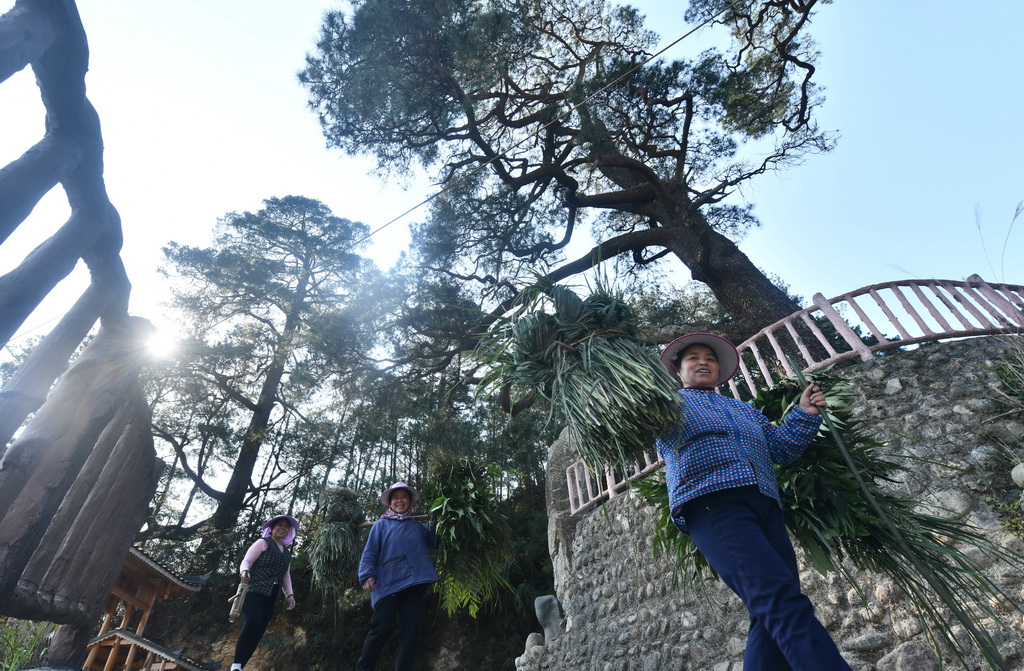 在广西柳州市融水苗族自治县安太乡元宝村，劳作归来的村民从树下经过（2025年3月20日摄）。