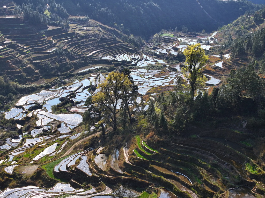 这是在广西柳州市融水苗族自治县安太乡小桑村拍摄的树木（2025年3月21日摄，无人机照片）。