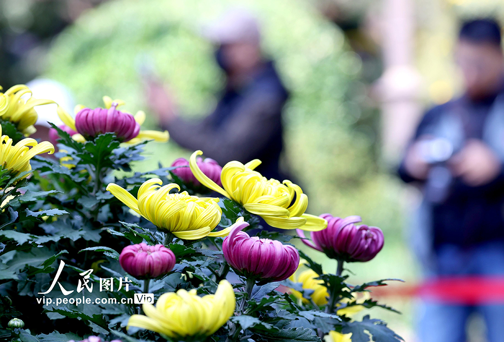 浙江杭州：菊花盛开游客来【2】