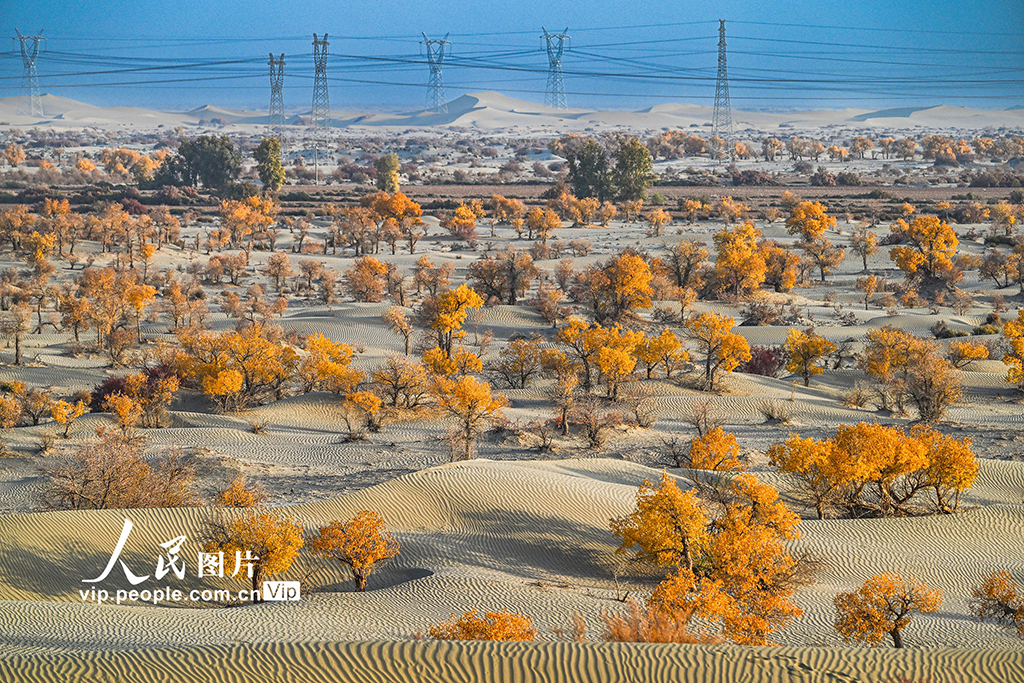 新疆生产建设兵团：筑起生态安全屏障【2】