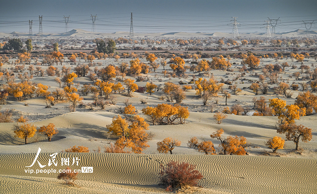 新疆生产建设兵团：筑起生态安全屏障【3】