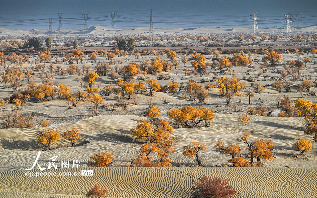 新疆生产建设兵团：筑起生态安全屏障【5】