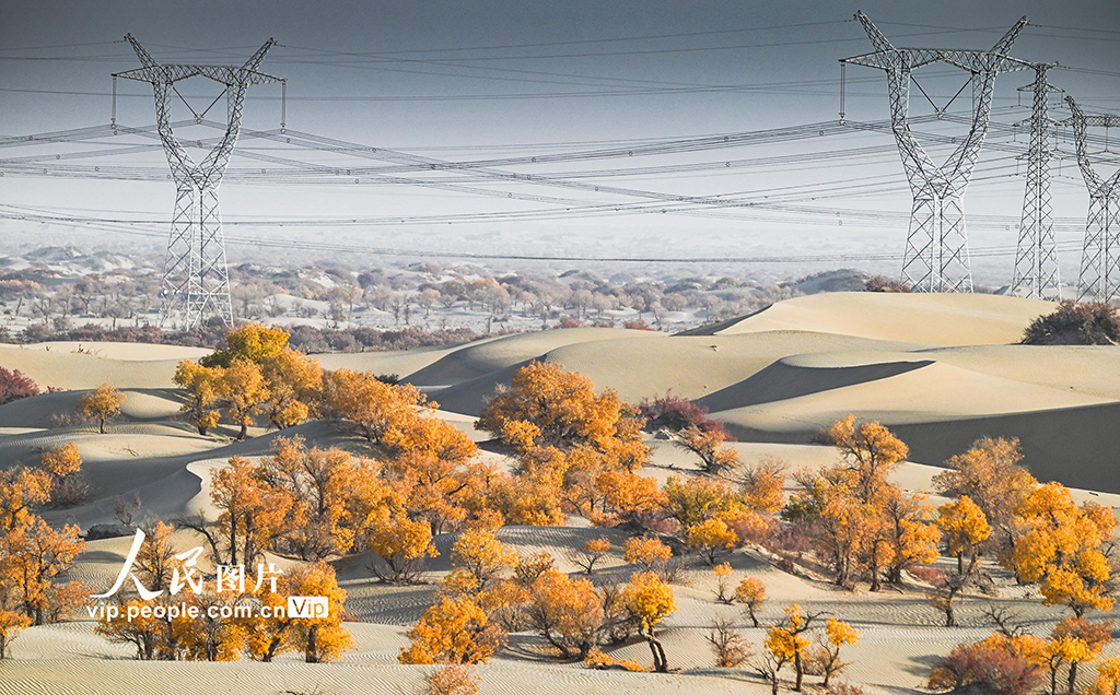 新疆生产建设兵团：筑起生态安全屏障【6】