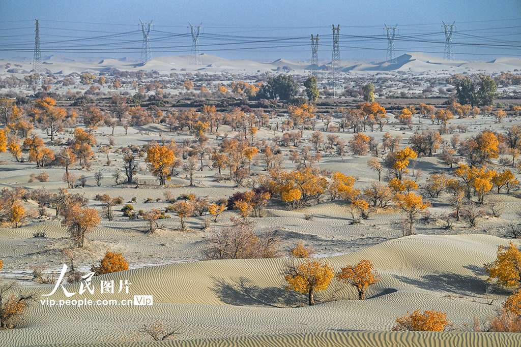 新疆生产建设兵团：筑起生态安全屏障【7】