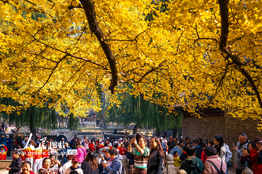山西太原：银杏金黄秋意浓【2】