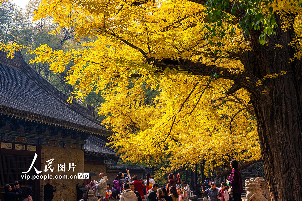 山西太原：银杏金黄秋意浓【3】