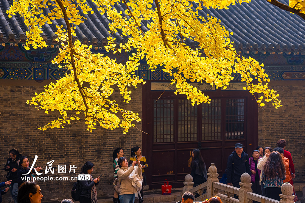 山西太原：银杏金黄秋意浓【4】