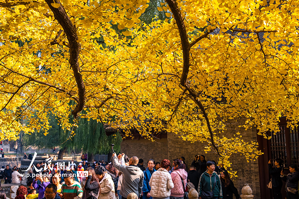 山西太原：银杏金黄秋意浓