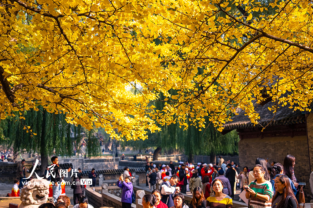 山西太原：银杏金黄秋意浓【5】