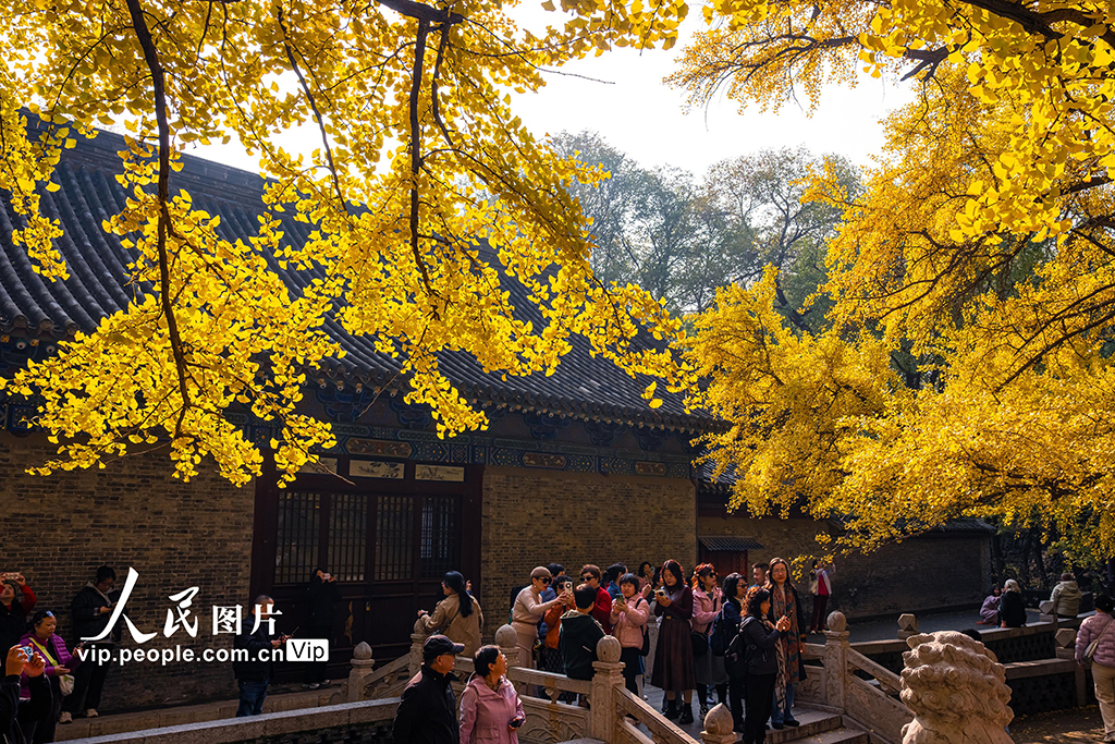 山西太原：银杏金黄秋意浓【6】