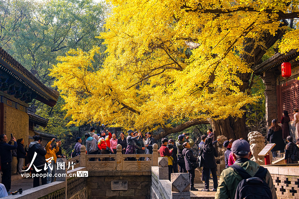 山西太原：银杏金黄秋意浓【7】