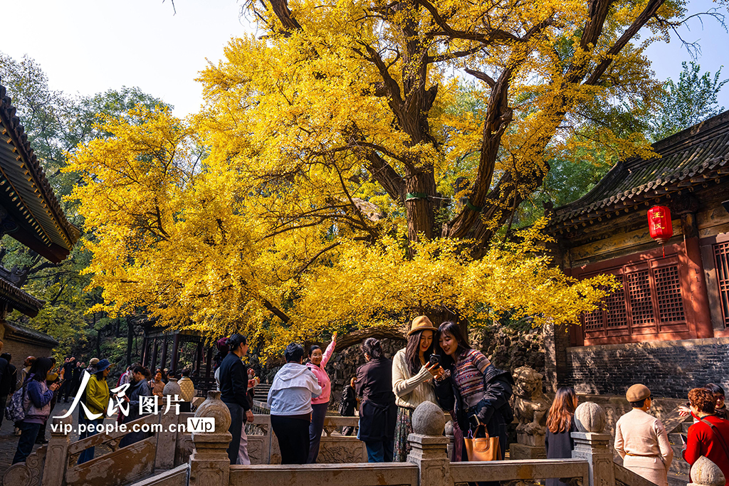 山西太原：银杏金黄秋意浓【8】