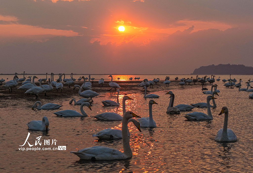 山东荣成：大天鹅栖息越冬