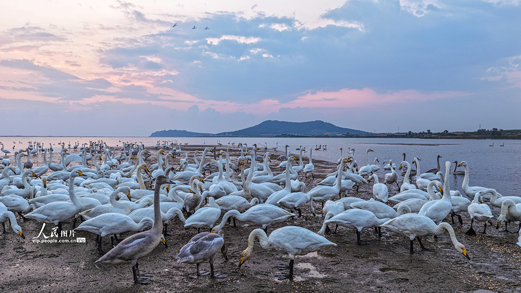 山东荣成:大天鹅栖息越冬【2】
