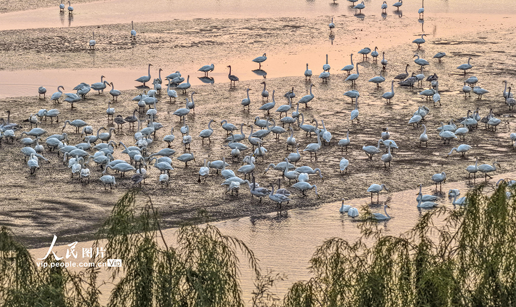 山东荣成：大天鹅栖息越冬【3】