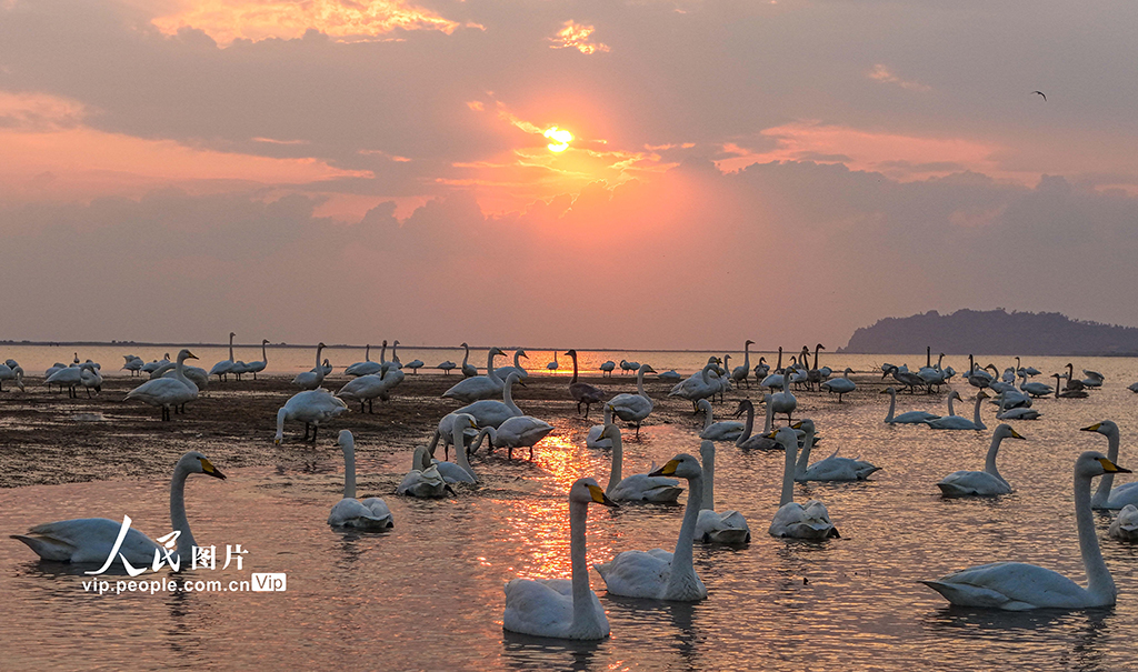 山东荣成：大天鹅栖息越冬【4】