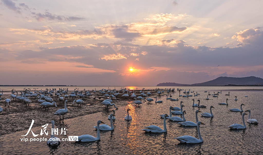 山东荣成：大天鹅栖息越冬【5】
