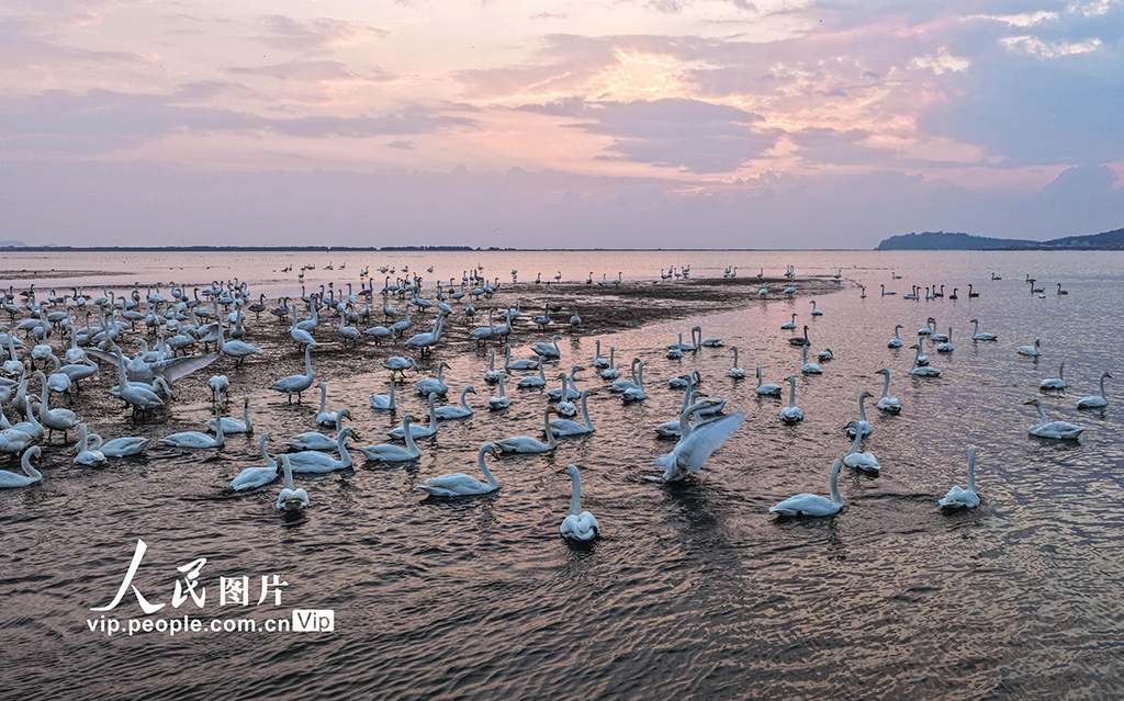 山东荣成：大天鹅栖息越冬【6】