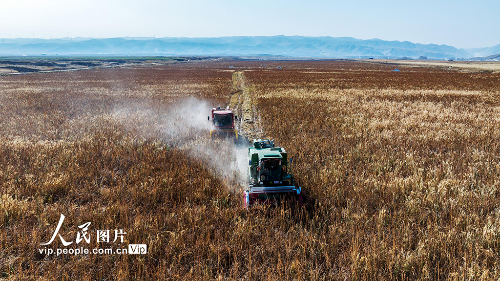 甘肃天祝：藜麦抢收忙【4】