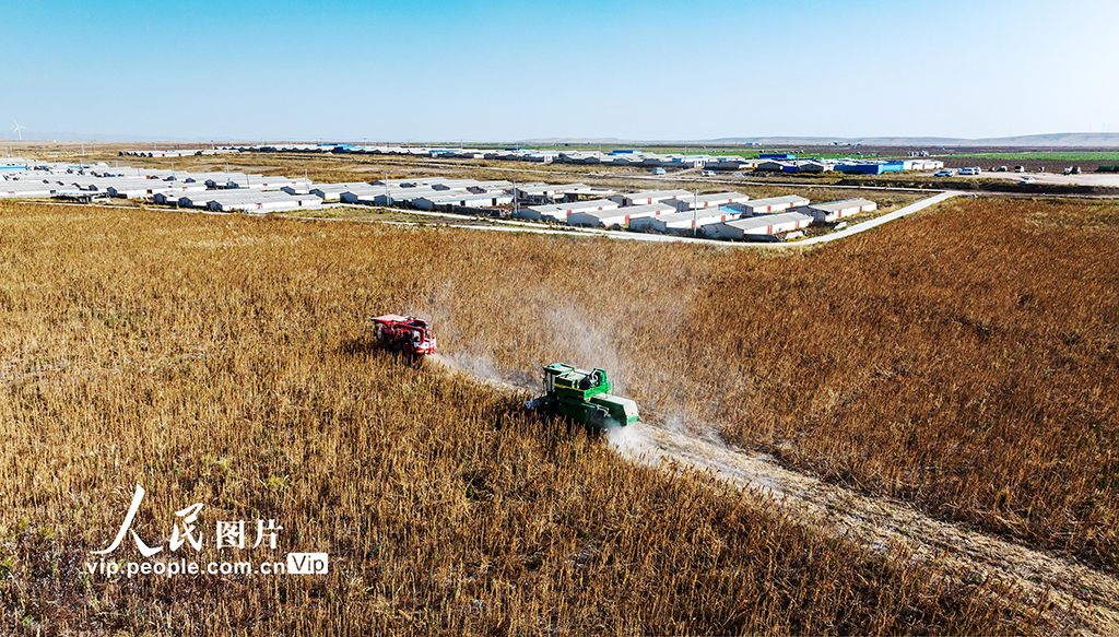 甘肃天祝：藜麦抢收忙【3】