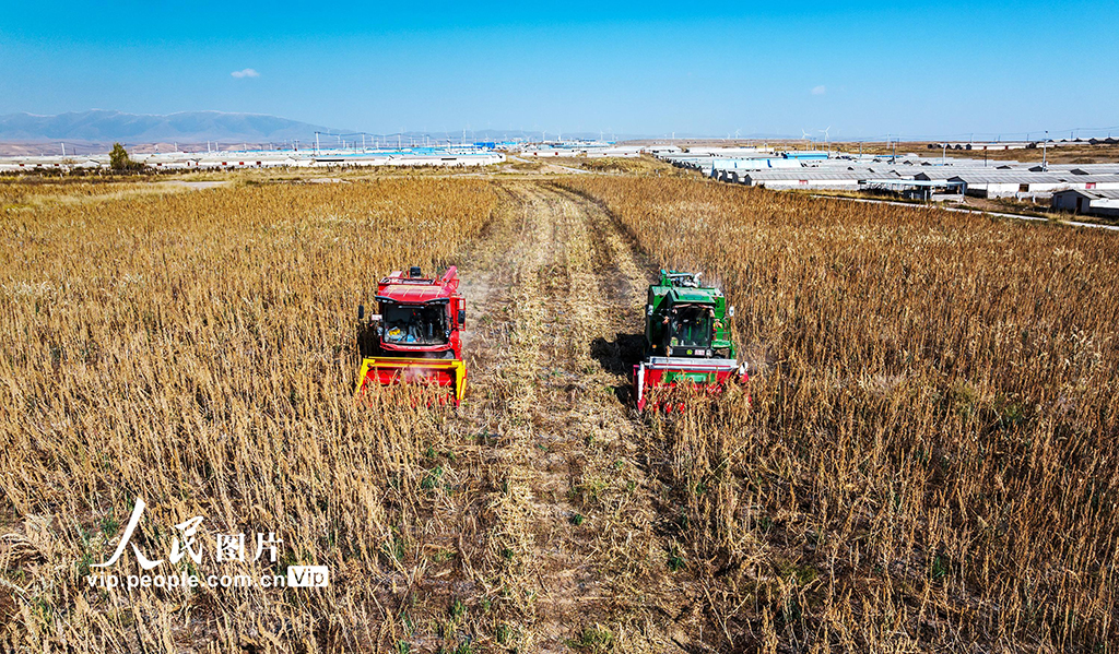 甘肃天祝：藜麦抢收忙【2】