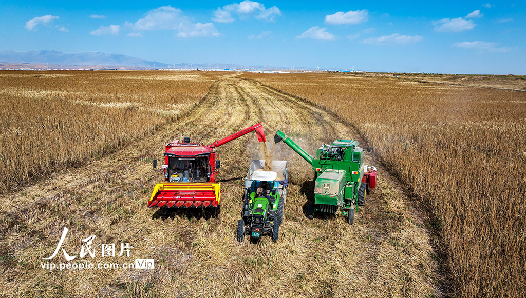 甘肃天祝：藜麦抢收忙【6】
