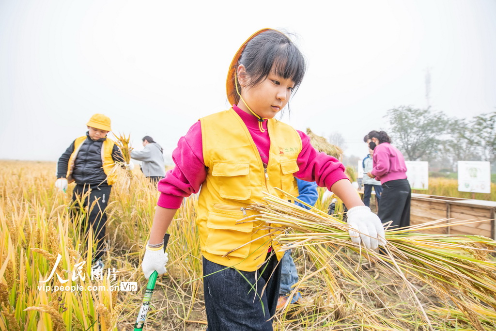 江苏宿迁:稻田里的“秋收课堂”【2】