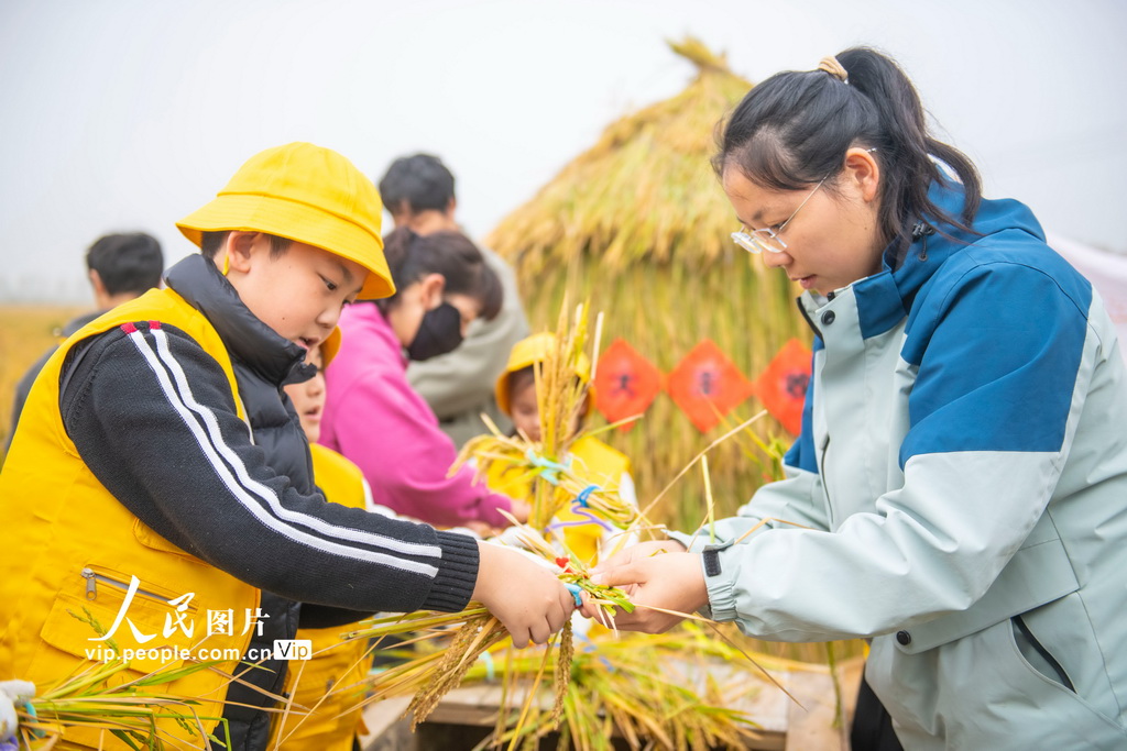 江苏宿迁:稻田里的“秋收课堂”【3】