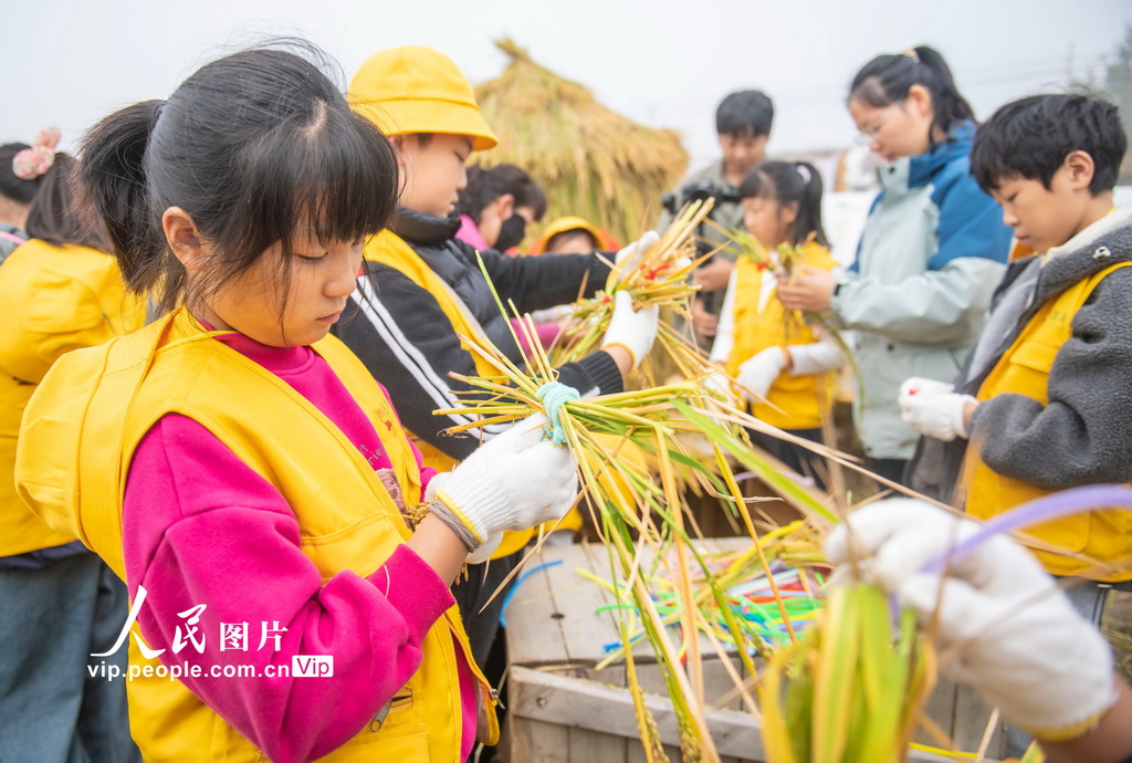 江苏宿迁:稻田里的“秋收课堂”【4】