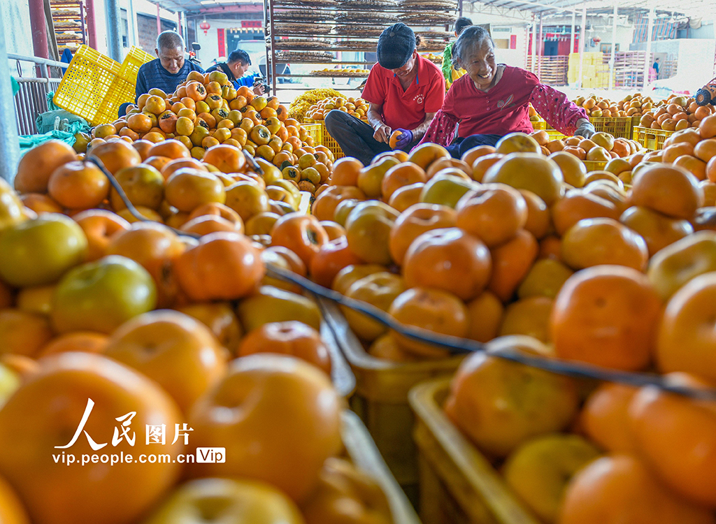 广西平乐:柿子熟了【3】