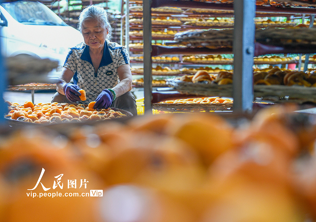 广西平乐:柿子熟了【4】