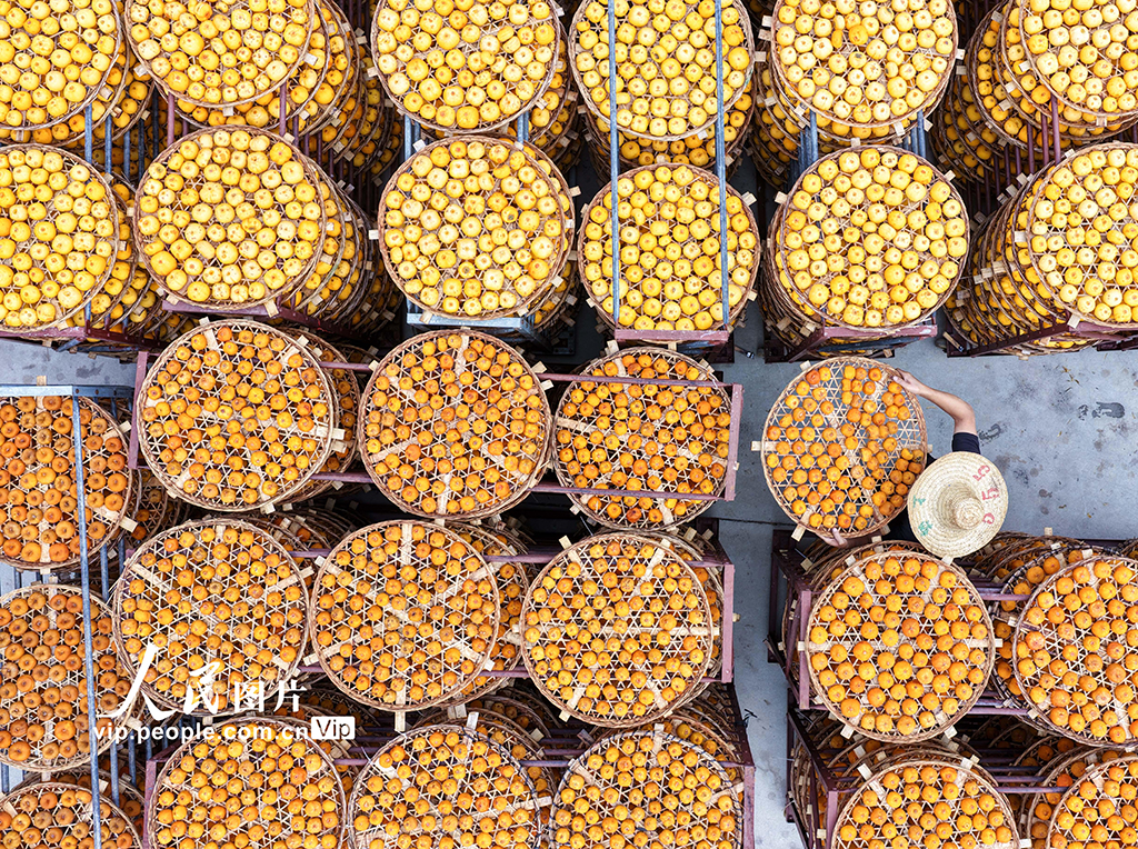 广西平乐:柿子熟了【5】