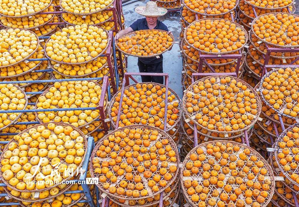 广西平乐:柿子熟了【6】