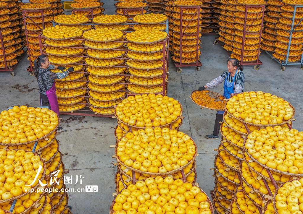 广西平乐:柿子熟了【7】