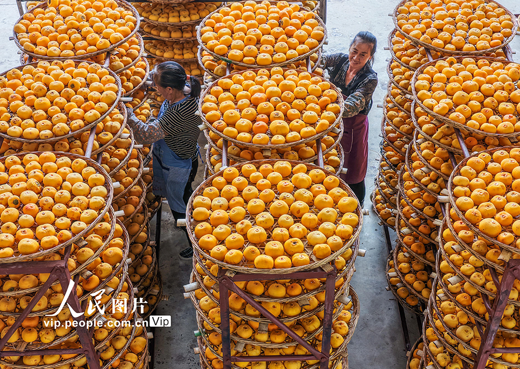 广西平乐:柿子熟了【8】