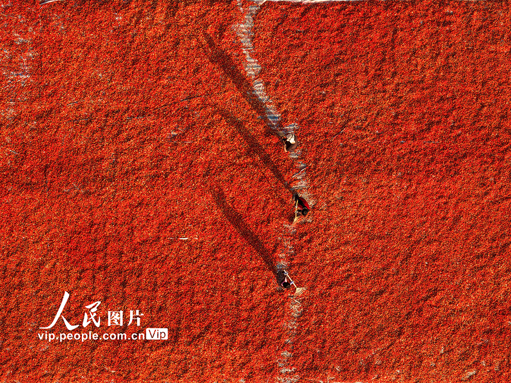 安徽亳州:晒辣椒【2】